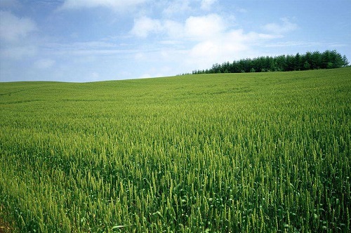 土壤水分速測(cè)儀